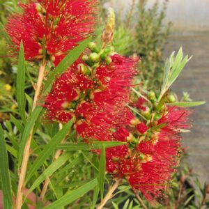 Close-up of Callistemon 'Shannon' Bottlebrush in a 6" pot showing vibrant red spiky petals, lush green leaves, and small green buds.