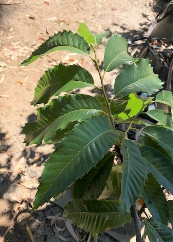 Castanea 'April Gold' Chestnut
