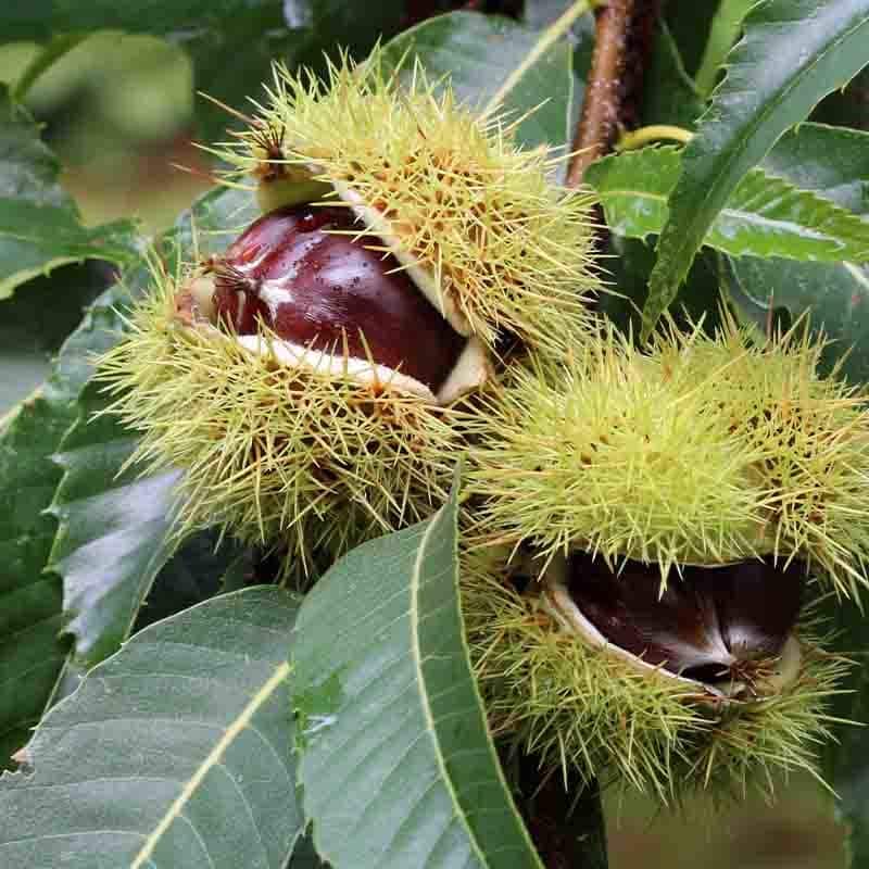 The spiky green husks of the Castanea 'April Gold' Chestnut in a 13" pot feature chestnuts peeking out, their shiny brown surfaces contrasting with the surrounding verdant leaves.
