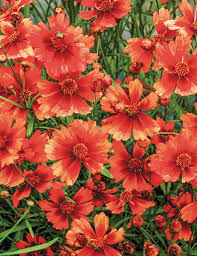A 6'' pot showcases vibrant orange Coreopsis 'Desert Coral' flowers with lush green stems and leaves.