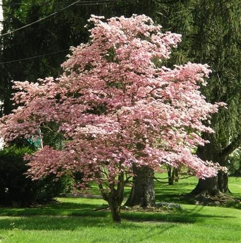 Cornus 'Pink Flowering Dogwood'