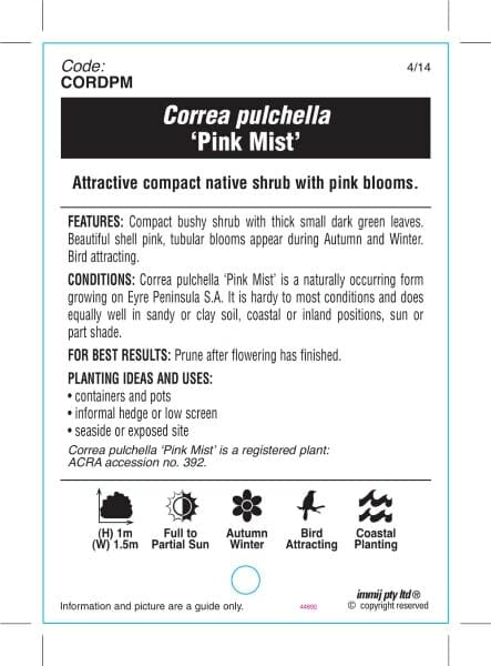 Correa 'Pink Mist' 6" Pot