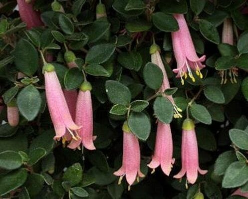 Correa 'Pink Mist' in a 6" pot thrives with pink tubular flowers and green leaves, elegantly enhancing any space.