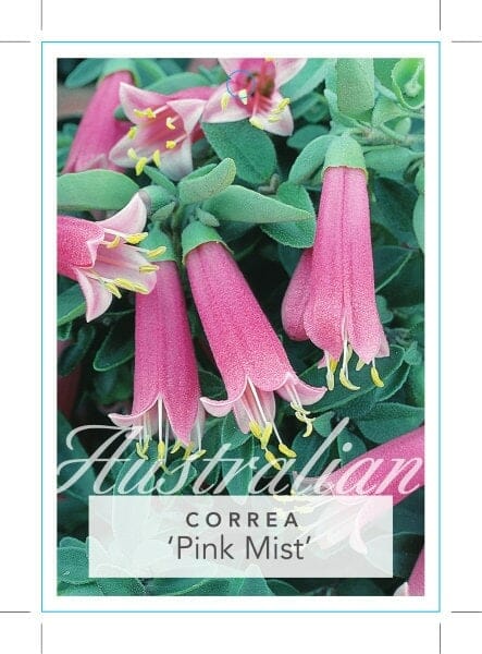 Correa 'Pink Mist' 6" Pot