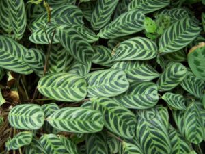 Detailed view of Ctenanthe 'Fishbone/Prayer Plant' leaves displaying dark green stripes and fishbone patterns, filling the entire frame, in a 7" pot.
