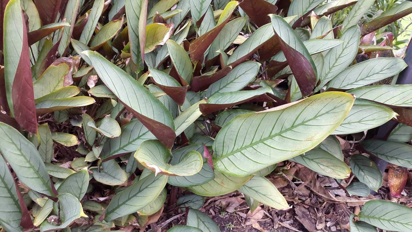 Ctenanthe 'Silver Star' 10" Pot