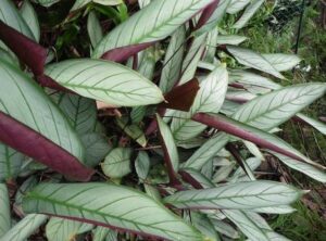 Green leaves with bold dark lines and deep purple undersides, densely packed in a 7" pot, the Ctenanthe 'Silver Star' adds an exotic touch to any natural setting.