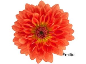 A vivid orange Dahlia Dalina flower with layered petals blooms on a white background, with "Dahlia Dalina® 'Maxi Emilio' 6" Pot" elegantly inscribed in the bottom right corner.
