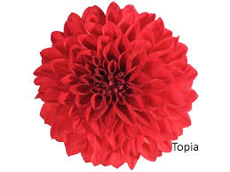 A vivid Dahlia Dalina® 'Maxi Topia' flower, with layered, pointed petals in full bloom, viewed from above against a plain white background.