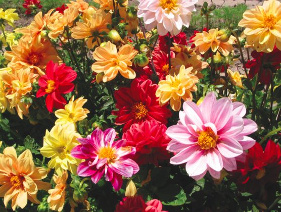 Dahlia 'Hi Dolly Mix' 4" Pot