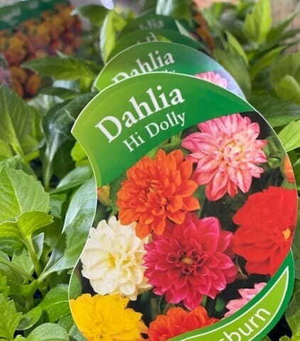 Dahlia 'Hi Dolly Mix' 4" Pot