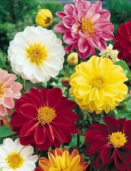 Enjoy the vibrant beauty of Dahlia 'Hi Dolly Mix' in full bloom, showcasing a stunning mix of red, yellow, white, and pink blossoms amidst lush green foliage. Available in convenient 3" pots for easy planting and enjoyment.