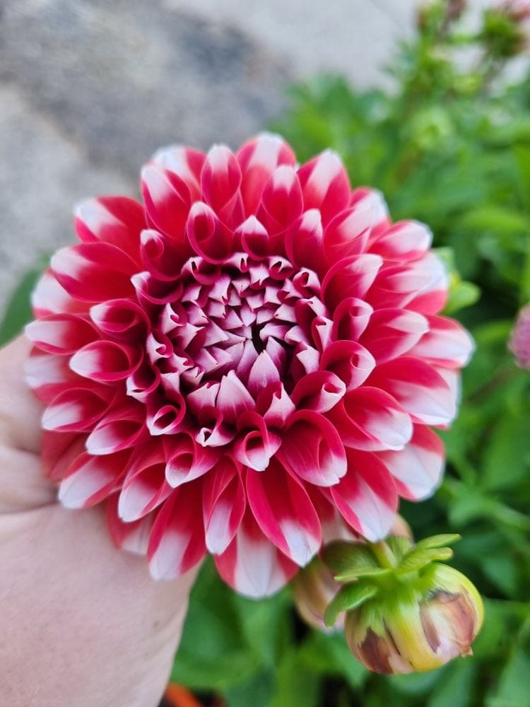 Dahlia Dalina® 'Maxi Tampico' 6" Pot