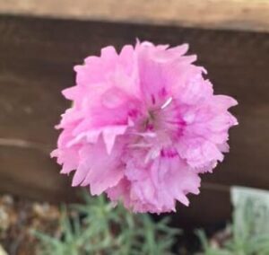 A close-up of the Dianthus 'Pike's Pink' in a 4" pot reveals its soft, layered petals in stunning detail as this carnation variety blooms beautifully.