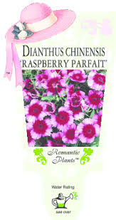 Dianthus 'Raspberry Parfait' 4" Pot