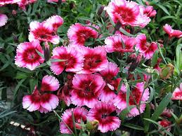 Dianthus 'Raspberry Parfait' 4" Pot