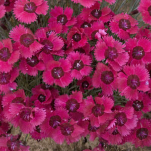 The 4" pot features a vibrant cluster of blooming Dianthus 'Ruby' flowers.