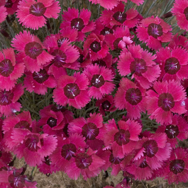The 4" pot features a vibrant cluster of blooming Dianthus 'Ruby' flowers.