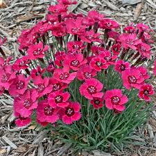 Dianthus 'Ruby' 4" Pot