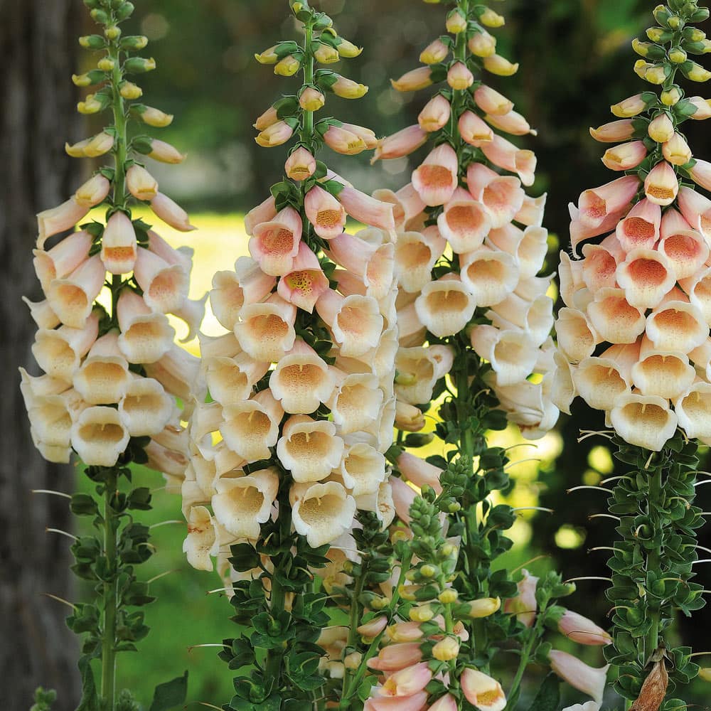 Digitalis 'Apricot Foxgloves' 4" Pot