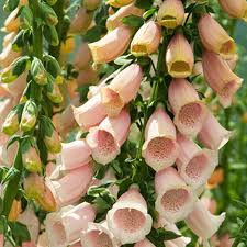 A close-up of Digitalis 'Apricot Foxgloves' in a 3'' pot, showcasing clusters of bell-shaped blooms that add charm to any garden setting.