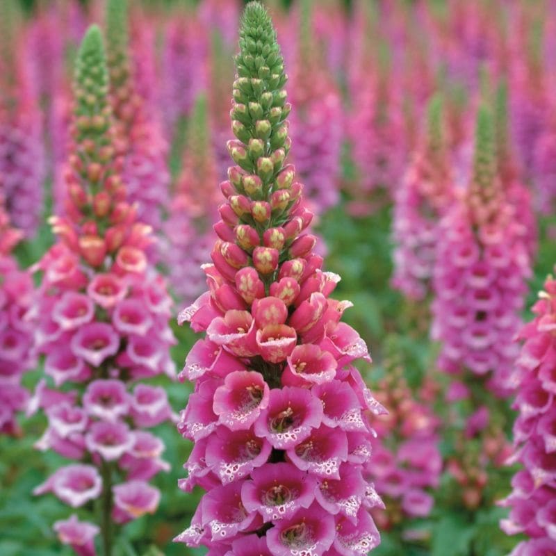 Digitalis 'Strawberry Foxgloves'