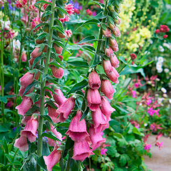 Digitalis 'Strawberry Foxgloves'