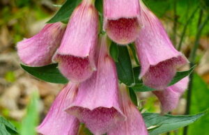 Close-up of Digitalis 'Strawberry Foxgloves' from a 3" pot, highlighting bell-shaped pink blooms amid lush greenery.