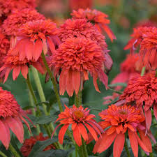 The Echinacea 'Double Scoop™ 'Mandarin' Coneflower in a 6" pot, with its layered petals and green stems, adds vibrant color to any garden setting.