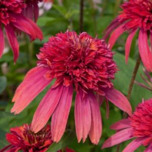 Close-up of a vibrant pink and red Echinacea 'Double Scoop™ Raspberry' Coneflower with elongated petals, set against a blurred green background.