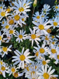 Close-up of Felicia 'Pinwheel™ Snow White' daisies, featuring yellow centers and lush green foliage, in full bloom in a 6" pot.