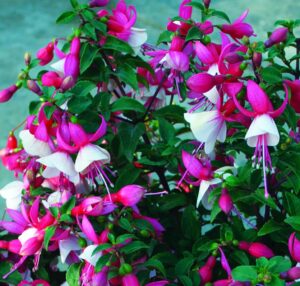 A vibrant Fuchsia 'Charm Neon White' with pink and white petals emerges from a 6" pot, its green leaves enhancing the charm against a blurred background.