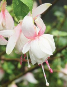A close-up of the Fuchsia 'Charm White' 6" Pot flower, adorned with dew drops, stands out against a softly blurred green background.