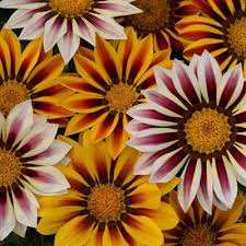 The vibrant Gazania 'Tiger Mix' in a 4" pot features striped petals in yellow, orange, and purple shades, perfect for enhancing any garden.