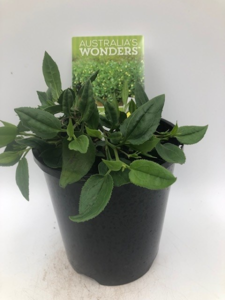 A potted Goodenia 'Gold Cover' with vibrant green leaves sits in front of a product tag that reads "Australia's Wonders," set against a nature-themed background. This 6" pot adds a touch of the outdoors to any space.