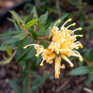 The Grevillea 'Gold Fever', vibrant in yellow with curled petals and lush green leaves, flourishes beautifully in a garden. Perfectly suited for planting, this stunning flower thrives in a 6" pot.