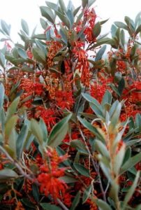 The Grevillea 'Murray Valley Queen' in a 10" pot features dense green foliage and vibrant red flower clusters, adding elegance to any garden.