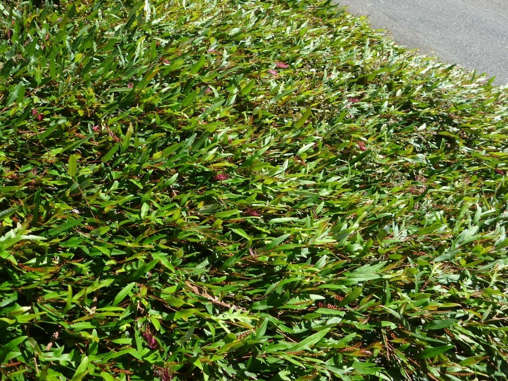 Grevillea 'Poorinda Royal Mantle'