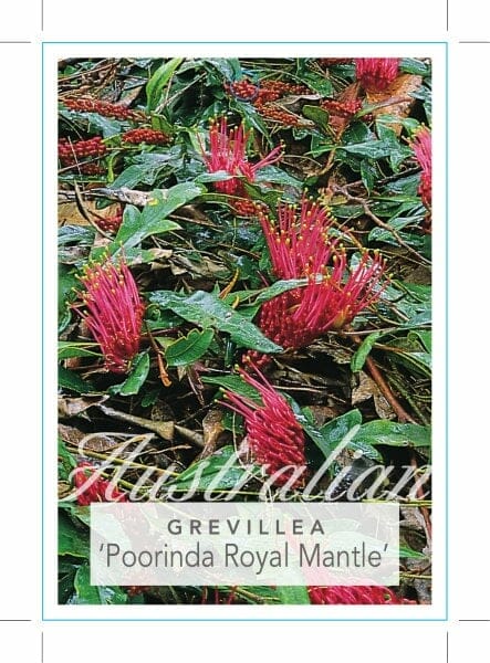 Grevillea 'Poorinda Royal Mantle'