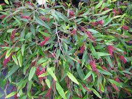 A Grevillea 'Poorinda Royal Mantle' in a 6" pot displays dense foliage with elongated green leaves and clusters of small red berries.