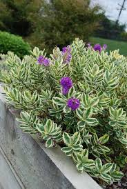 The Hebe 'Waireka' in a 6" pot features green and white variegated leaves and delightful purple flowers. It thrives outdoors in a wooden planter.
