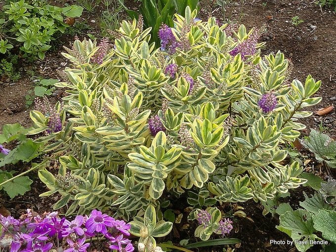 Hebe 'Waireka' 6" Pot