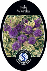 Hebe 'Waireka' 6" Pot