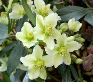 Helleborus 'Honeyhill Joy' Hellebore in a 7" pot features clusters of pale yellow flowers with green centers, surrounded by dark green leaves.