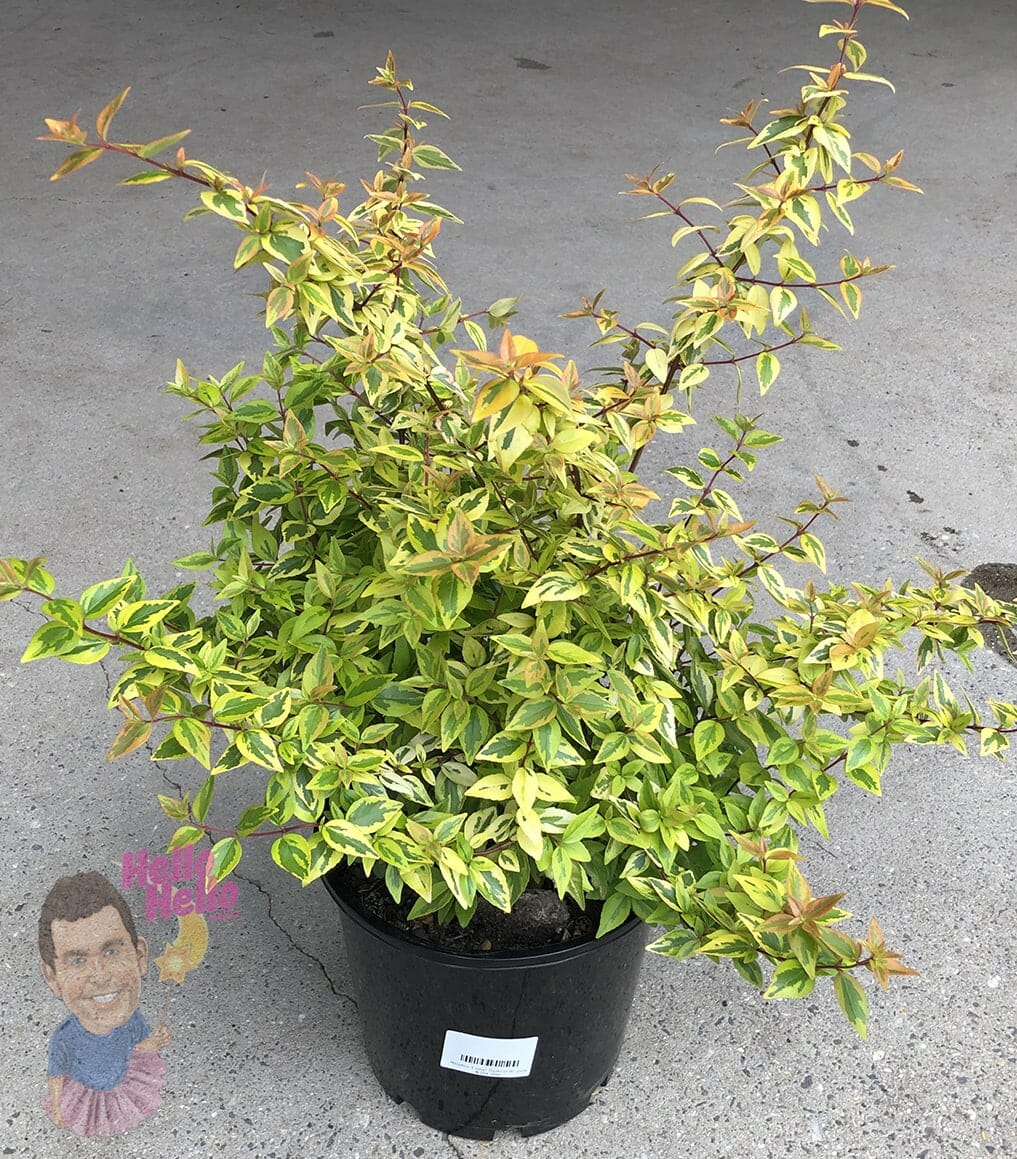 Abelia 'Lime Splice' 8" Pot
