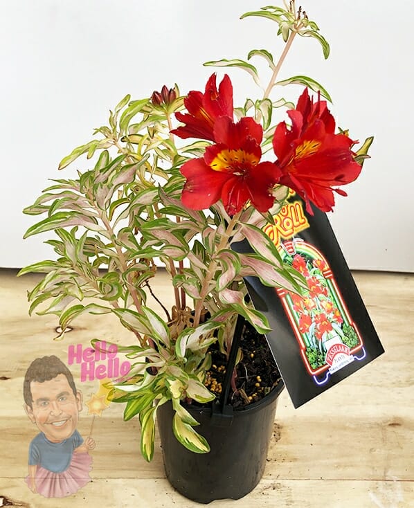 Alstroemeria 'Rock and Roll®' 6" Pot
