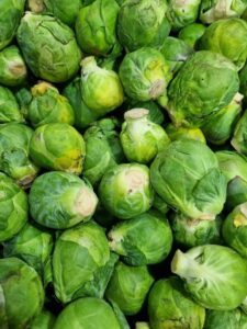Brussels Sprout 'Long Island Improved' in a 4" pot, featuring fresh green sprouts with some trimmed stems, closely packed and ready for planting.