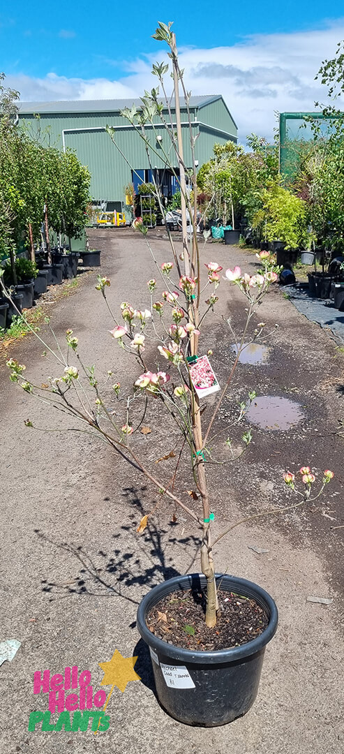 Hello Hello Plants Cornus ‘Pink Flowering Dogwood’ 16″ Pot