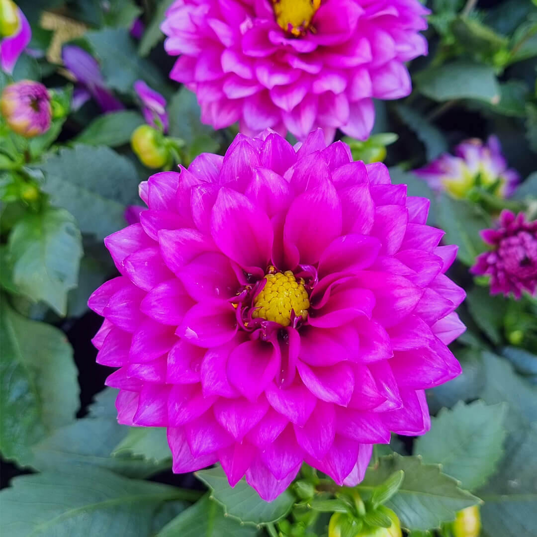 Dahlia Dalina® Maxi 'Castillo' 6" Pot