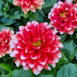 Close-up of vibrant red and white Dahlia Dalina® 'Maxi Tampico' flowers with yellow centers, surrounded by green foliage in a 6" pot.